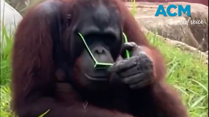 Cheeky Orangutan steals visitors stylish sunglasses