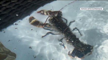 La première ferme d'élevage de homards bleus en Europe est normande