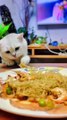 Eating cat video | funny cute baby cat | Cute Animals