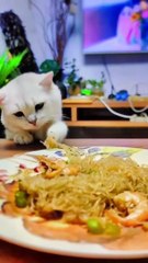 Eating cat video | funny cute baby cat | Cute Animals