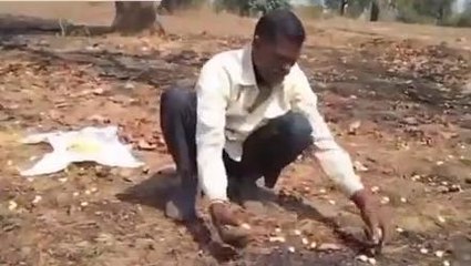 बैतूल: जंगल में पेड़ों से गिरने लगा महुआ, आदिवासियों की आय का बना साधन