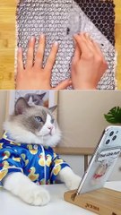 Cat satisfying || funny cat satisfying