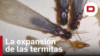 La plaga asiática que se expande por el oeste de Florida