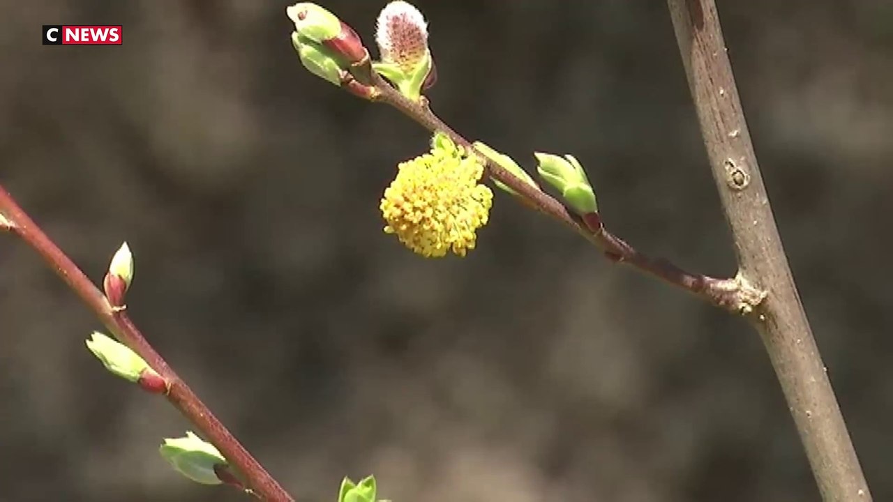 Le retour des allergies au pollen