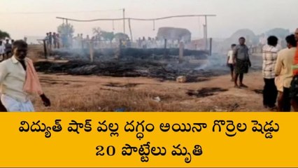 ఎమ్మిగనూరు: గోనెగండ్లలో భారీ అగ్ని ప్రమాదం... 20 గొర్రెలు మృతి