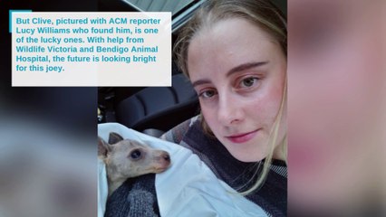 Clive the rescue kangaroo | March 29, 2023 | Bendigo Advertiser