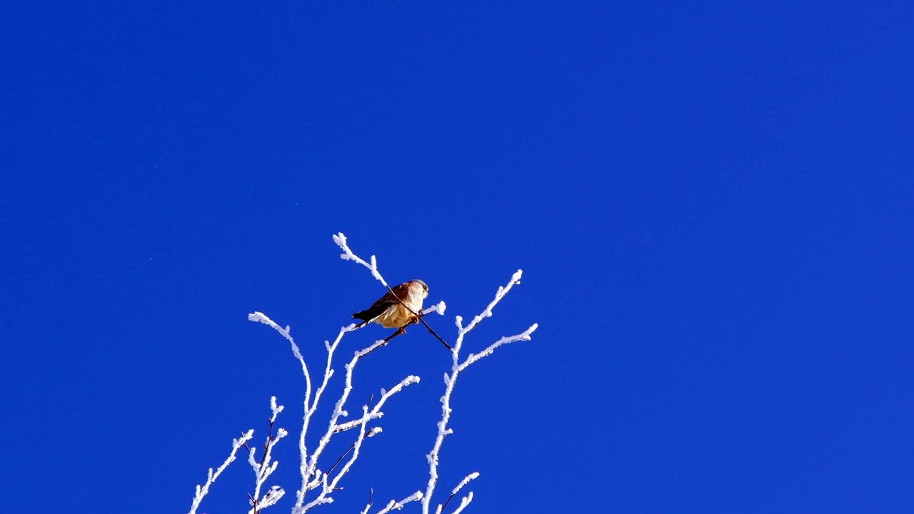 Discover the Beauty and Fascinating World of Birds Through Captivating Videos