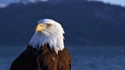 Soar to New Heights with Eagle Videos