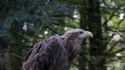 Witness the Majesty of Eagles Unleashed