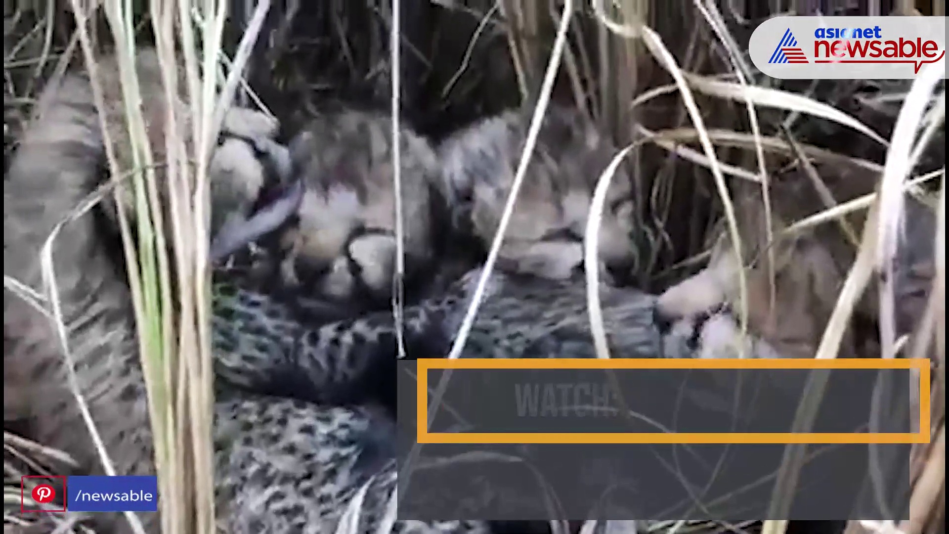 WATCH: Namibian cheetah, translocated to India, gives birth to four cubs