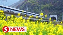 Picturesque Guilin dotted with flowers and high-speed trains