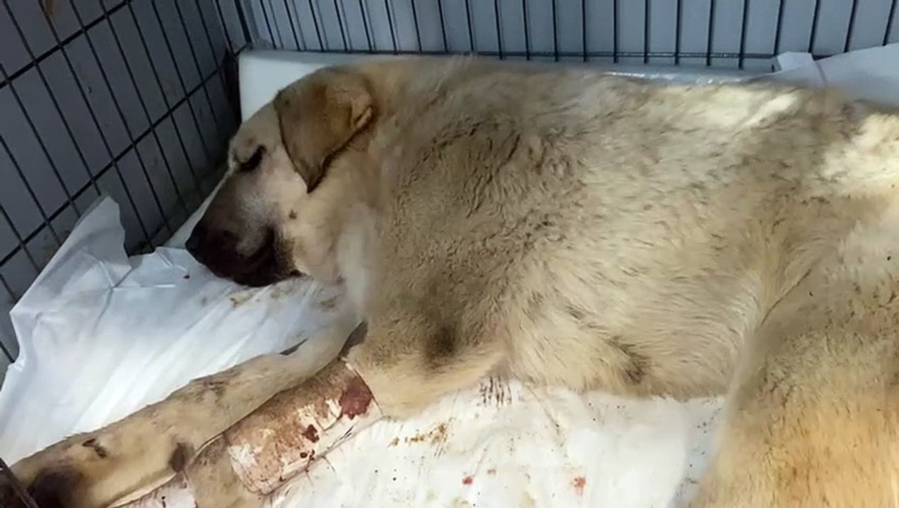 Milagro, la perra terriblemente maltratada