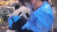 Panda baby plays spoiled. He wants a cuddle from a pretty keeper. 熊貓寶寶愛撒嬌，非得要美女飼養員抱抱。
