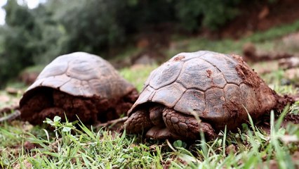 Depremde mahsur kalan iki kaplumbağayı mahalleli kurtardı