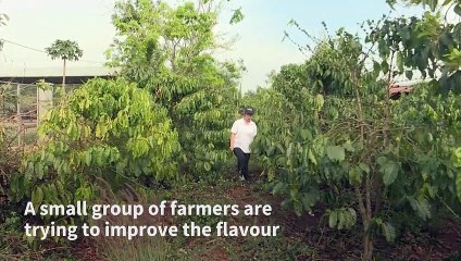 Vietnam's robusta: the go-to coffee bean in a warmer world?