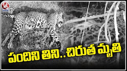 Cheetah Lost Life After Eating Pig _ Nalgonda _ V6 News