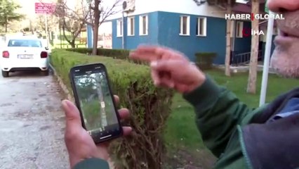 Domuzlar şehir merkezinde! Vatandaşları tedirgin eden görüntüler