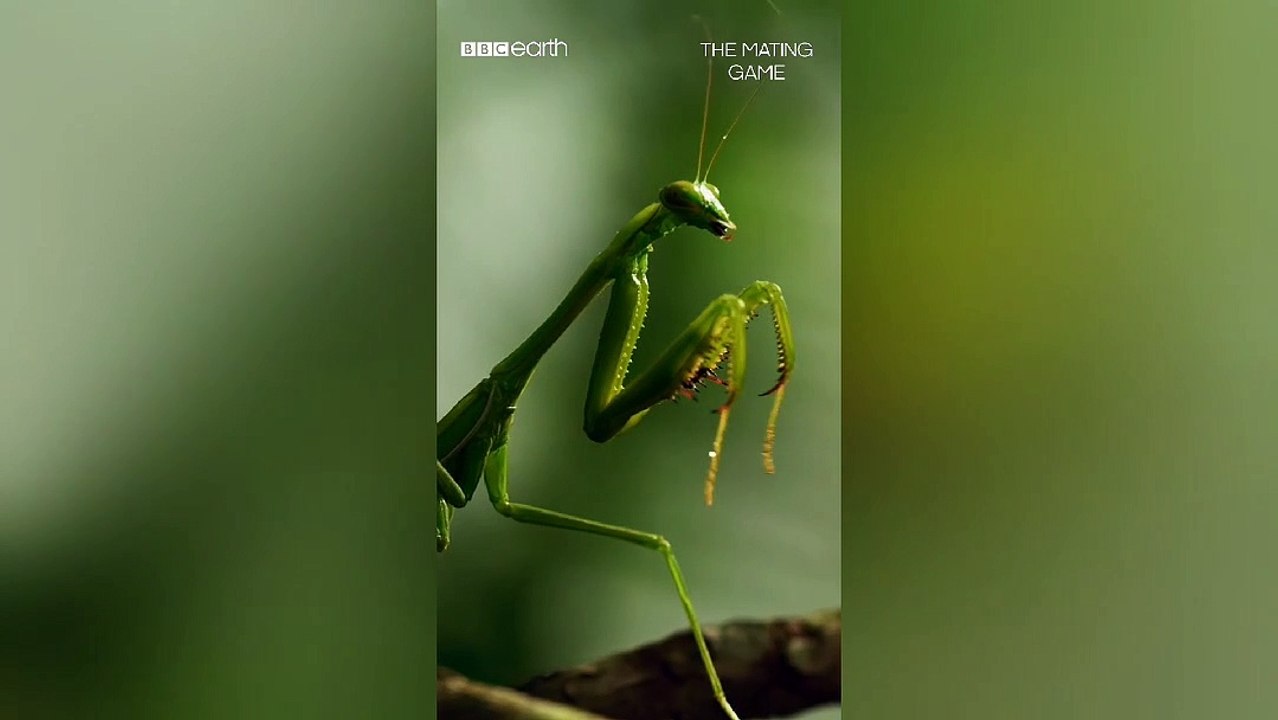This mating mantis is headless