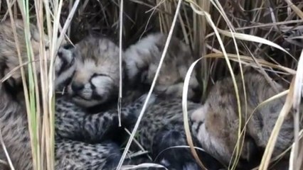 कूनो नेशनल पार्क में मादा चीता सिया ने चार शावकों को दिया जन्म, शिवराज ने दी शुभकामनाएं