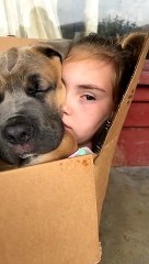 Dog and Girl Nap Together in Cardboard Box