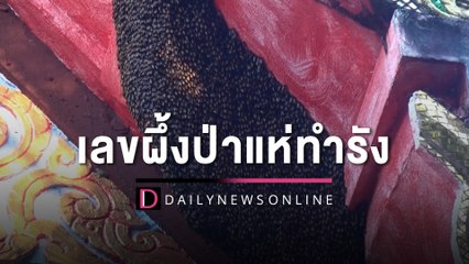 คอหวยแห่ตีเลขผึ้งป่าแห่ทำรัง บนอุโบสถอายุกว่าร้อยปีเชื่อมาให้โชค | HOTSHOT เดลินิวส์ 31/03/66