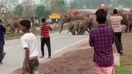 গোপীবল্লভপুর:হাতির দল অবরুদ্ধ করলো জাতীয় সড়ক!