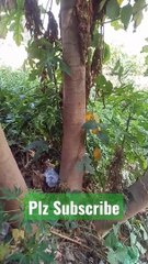 Best Papaya _ Papaya Tree _ #shorts #youtubeshorts #shortvideo