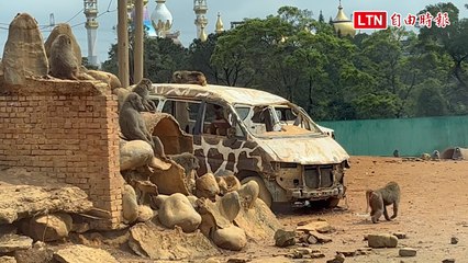 園內狒狒超過250隻？林務局邀專家現勘六福村 擬藉科技協助算數量