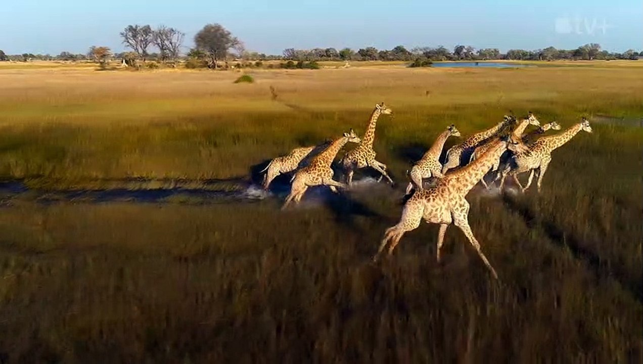 Giganten des Tierreichs Trailer OmdU