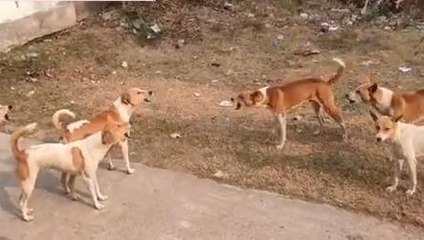 गया: इस गांव में पागल कुते ने आधा दर्जन ग्रामीणों को दौड़ा दौड़ाकर काटा, मचा हड़कंप