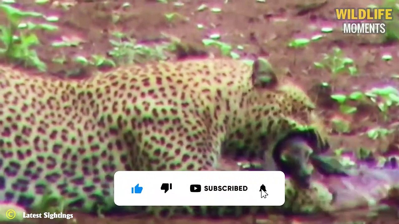 Top 45 Hunting Moments Of Leopard   Leopard VS Wildebesst, Warthog, Impala