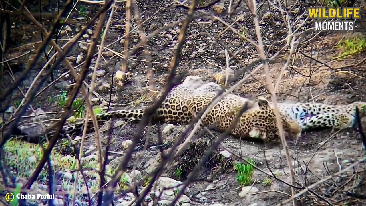 Strongest Leopard Climbing Up A Tree With Its Prey   Wildlife Moments