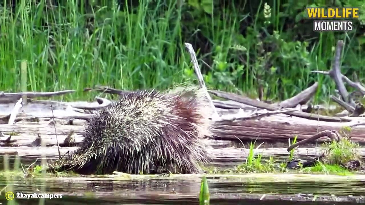 Snapping Turtle Takes Down All Opponents With A Deadly Bite