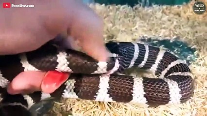 Moment When King Snake Eat Other Snakes - Wild Animal World