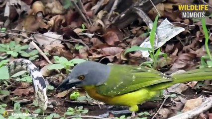 Merciless! 45 Moments Birds Are Hunted By Animals @swagwildlifemoments