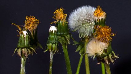 dandelion-blooming 4k HDR