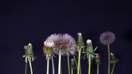 dandelion-4k HDR