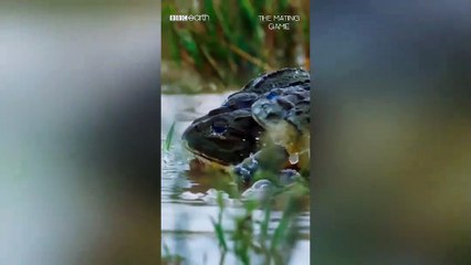 Absolute froggy carnage 