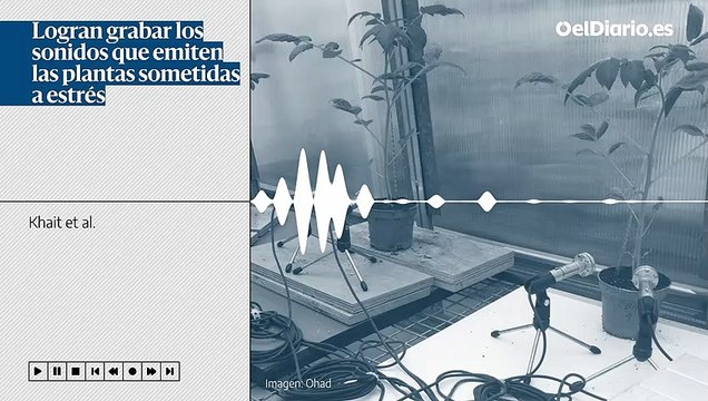 Logran grabar los sonidos que emiten las plantas sometidas a estrés y que pueden ser interpretados por animales y otros vegetales