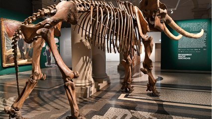 Durchbruch gelungen: Gibt es bald einen Burger mit Mammutfleisch?