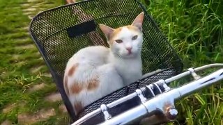 My pet white cat relaxing on the bye-cycle