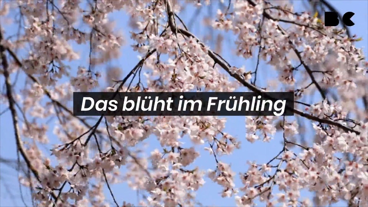 Krokus, Tulpen und Co.: Das blüht im Frühling