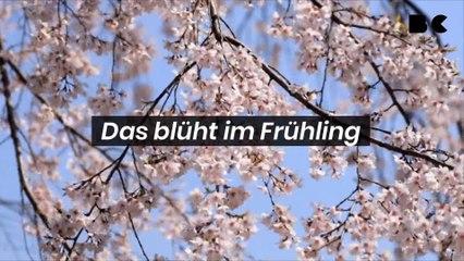 Krokus, Tulpen und Co.: Das blüht im Frühling