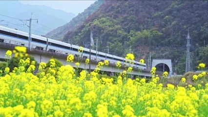 Çin'de "Çiçek Denizinden" Geçen Hızlı Trenlerin Muhteşem Manzarası