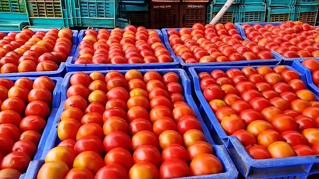 விவசாயிகளின் கூலிக்கு கூட தேறவில்லை; தக்காளி விலை வீழ்ச்சியால் விவசாயிகள் வேதனை