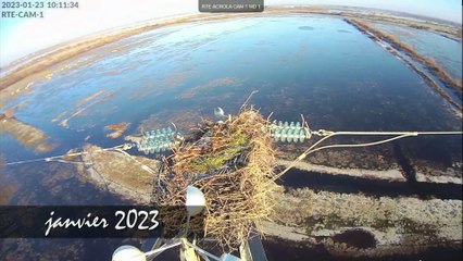 Caméras cigognes 2023 - résumé pontes nid1