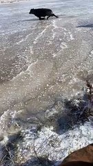 Rescuing a Calf on Ice