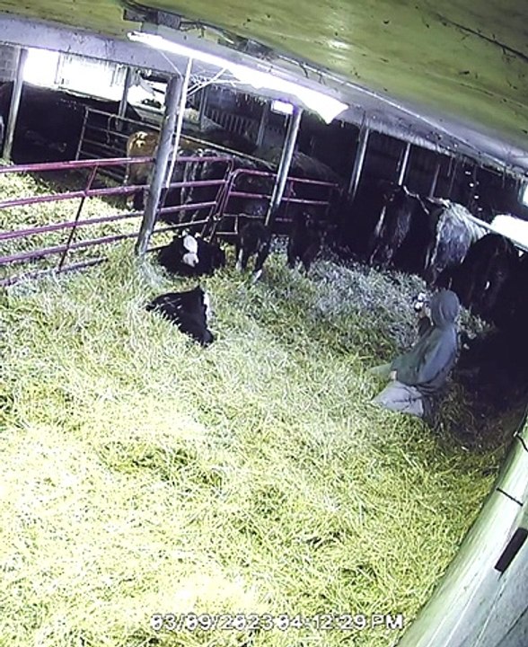 Calf Flips Farmer