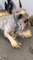 Person Shows Makeover of Matted Shorkie With Heart Condition