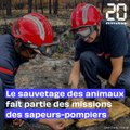 Soldats du feu, les pompiers volent aussi au secours des animaux